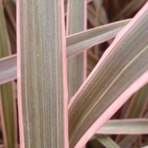 Phormium Pink Stripe - Pépinière La Forêt