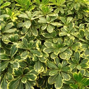 Pittosporum Neige du Mont Ventoux with variegated foliage - Pépinière La Forêt