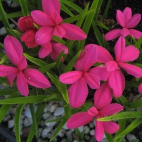 Rhodohypoxis milloides Damask - Pépinière La Forêt