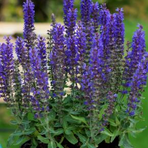 Salvia nemerosa Blue Bouquetta ® - Pépinière La Forêt