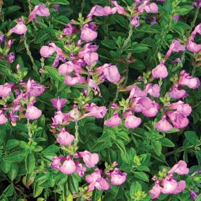 Salvia microphylla Heatwave ® Glitter ® - Pépinière La Forêt