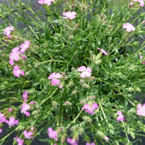 Saponaria Bressingham - Pépinière La Forêt