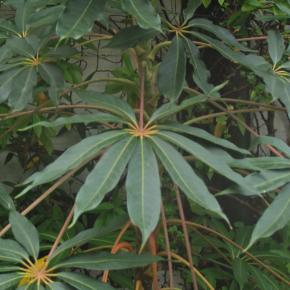 Schefflera taiwaniana - Pépinière La Forêt