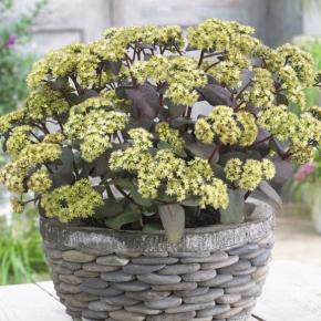 Sedum Eline ® - Pépinière La Forêt