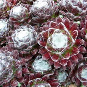 Sempervivum arachnoideum - Pépinière La Forêt