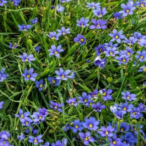 Sisyrinchium angustifolium - Pépinière La Forêt