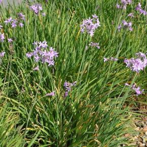 Tulbaghia violacea - Pépinière La Forêt