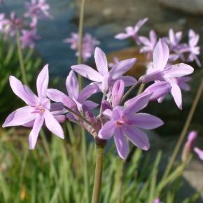 Tulbaghia violacea Silver Lace - Pépinière La Forêt