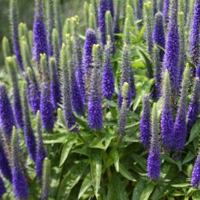 Veronica spicata Royal Candles Glory ® - Pépinière La Forêt