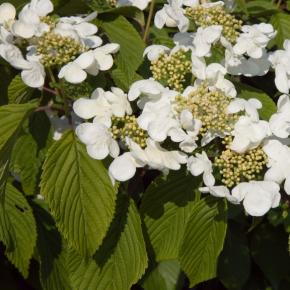 Viburnum plicatum Kilimandjaro Sunrise ® - Pépinière La Forêt