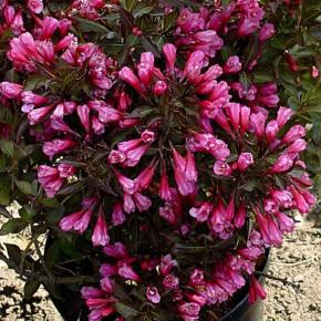 Weigela hybride Alexandra ® - Pépinière La Forêt