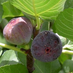 FICUS carica Rouge de Bordeaux - Pépinière La Forêt