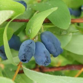 LONICERA kamtschatica Kiev - Pépinière La Forêt