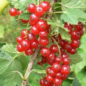 RIBES rubrum Versaillaise Rouge - Pépinière La Forêt