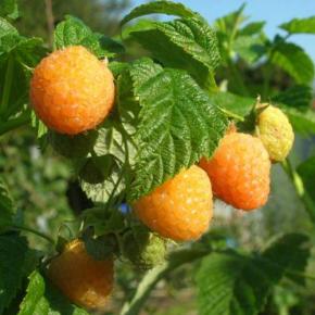 RUBUS idaeus GoldenBliss - Pépinière La Forêt