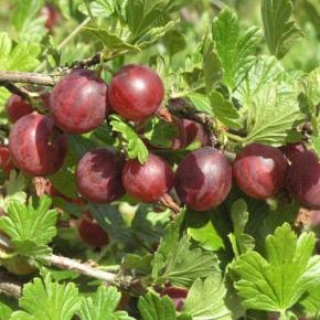 RIBES uva-crispa Captivator - Pépinière La Forêt