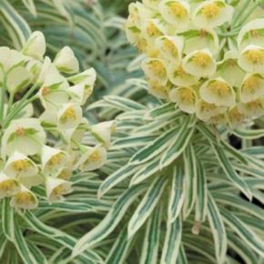 EUPHORBIA Tasmanian Tiger® - Pépinière La Forêt