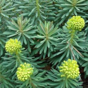 EUPHORBIA Wulfenii Shorty® - Pépinière La Forêt