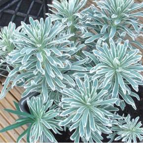 EUPHORBIA Glacier Blue - Pépinière La Forêt