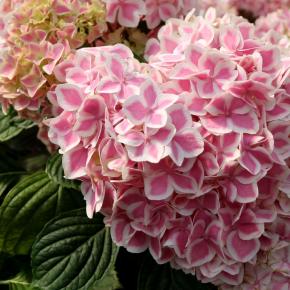  HYDRANGEA MACROPHYLLA You&Me® Peppermint® - Pépinière La Forêt