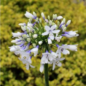 Agapanthus Cloudy Days ® - Pépinière La Forêt