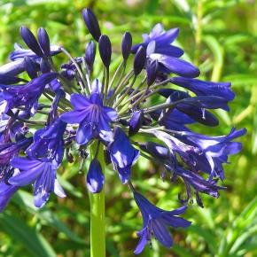 AGAPANTHUS Blues Jeans (r) - Pépinière La Forêt