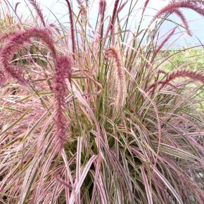 Pennisetum x advena Cherry Sparkler ® - Pépinière La Forêt