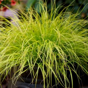 PENNISETUM ALOPECUROIDES HAMELN GOLD ® - Pépinière La Forêt