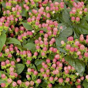 HYPERICUM x MIRACLE ® BLOSSOM - Pépinière La Forêt