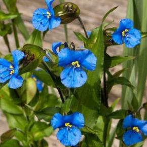 Commelina tuberosa - Pépinière La Forêt