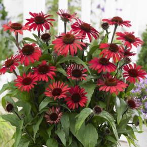 Echinacea SunSeekers Red® - Pépinière La Forêt