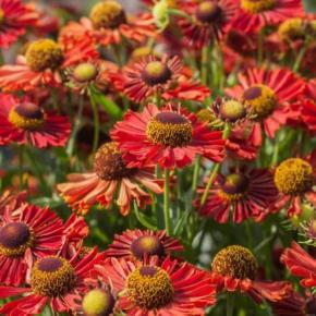 Helenium Ranchera®  - Pépinière La Forêt