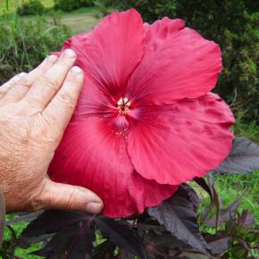 Hibiscus carousel Geant Red ®  - Pépinière La Forêt