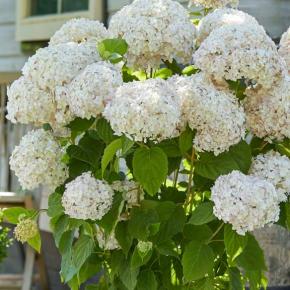 Hydrangea arborescens Candybelle Marshmallow®  - Pépinière La Forêt