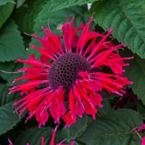 Monarda Bee-Happy® - Pépinière La Forêt