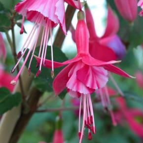 Fuchsia Shrimp Cocktail - Pépinière La Forêt