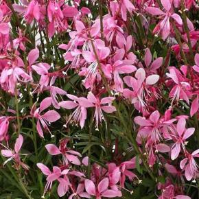 Gaura Summer Star Baby®  - Pépinière La Forêt