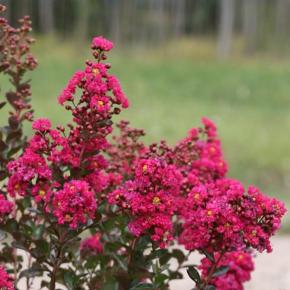 Lagerstroemia Indiya Charms Fuchsia d’Eté®  - Pépinière La Forêt