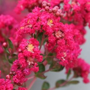 Lagerstroemia Indiya Charms Braise d’Eté® - Pépinière La Forêt