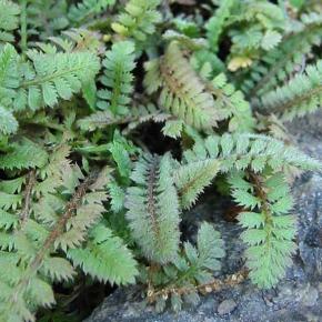 LEPTINELLA pusilla (grey leptinella) - Pépinière La Forêt