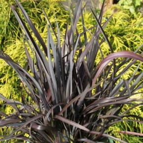 Phormium Black Velvet® - Pépinière La Forêt