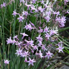 Tulbaghia violacea Dark Star® - Pépinière La Forêt