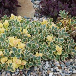 Sedum cauticola SunsSparkler Lime Twister® - Pépinière La Forêt