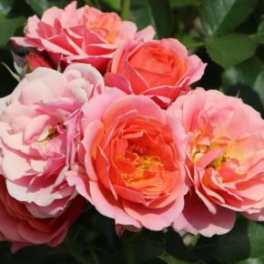 Rosa K Mandarin® Patio Rose - Pépinière La Forêt