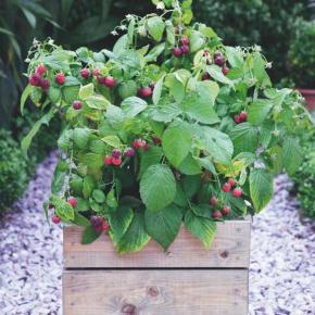 Rubus idaeus Rustica® - Pépinière La Forêt