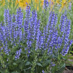 Salvia Azure Snow (Color Spires) ® - Pépinière La Forêt