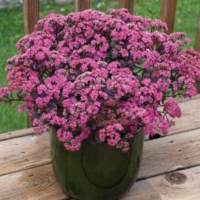 Sedum cauticola SunsSparkler Dazzle Berry® - Pépinière La Forêt