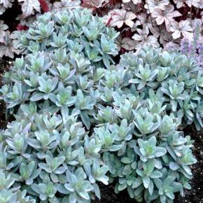 Sedum telephium Marina®  - Pépinière La Forêt