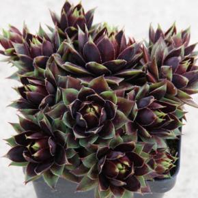 Sempervivum Chick Charms Cranberry Cocktail® - Pépinière La Forêt