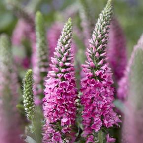 Veronica spicata Bubblegum Candles® - Pépinière La Forêt